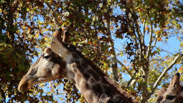 Long neck giraffe head of two giraffes