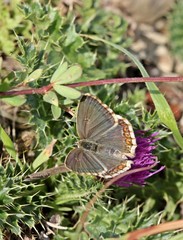 Weiblicher Silbergrüner Bläuling (Polyommatus coridon)