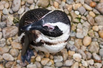 African penguin (Spheniscus demersus) from top