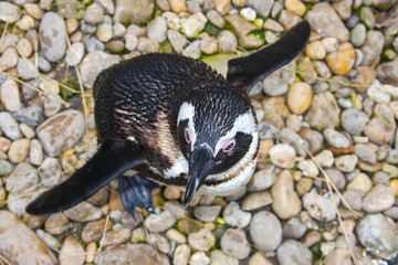 African penguin (Spheniscus demersus) from top