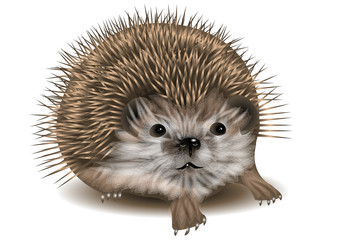 hedgehog