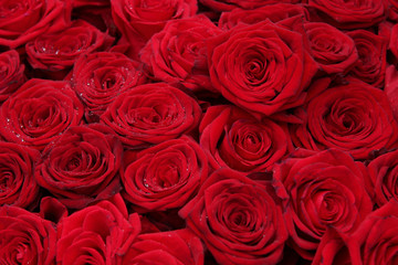 Obraz na płótnie Canvas Big group of red roses