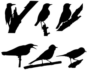Vector Collection of Birds Silhouettes