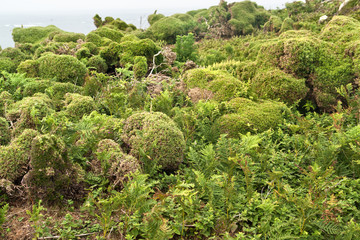Fototapeta na wymiar vegetation at Seven Islands