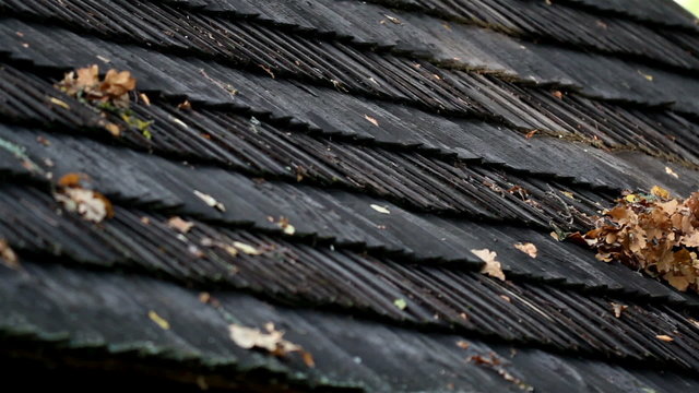 Wilted leaves on roof shingles