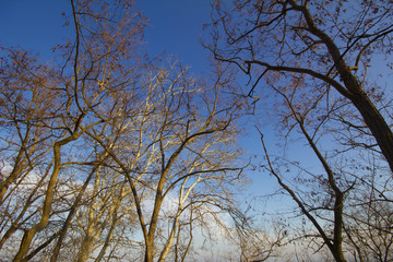 Forest