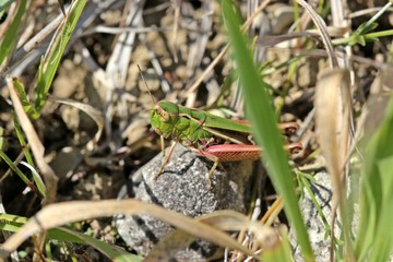 Heidegrashüpfer (Stenobothrus lineatus) am Dörnberg