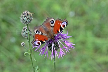 Tagpfauenauge (Inachis io) auf Skabiosen-Flockenblume