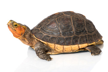 Gelbrand-Scharnierschildkröte