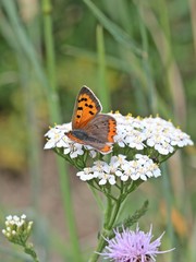 Kleiner Feuerfalter (Lycaena phlaeas) auf Schafgarbe © Schmutzler-Schaub