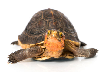 Fototapeta premium Gelbrand-Scharnierschildkröte