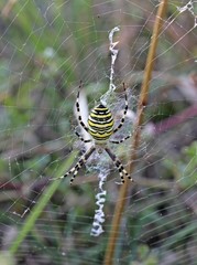 Wespenspinne (Argiope bruennichi) 