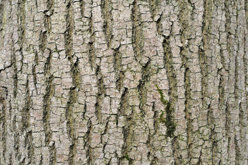 Fototapeta premium Lignes verticales formées par une écorce