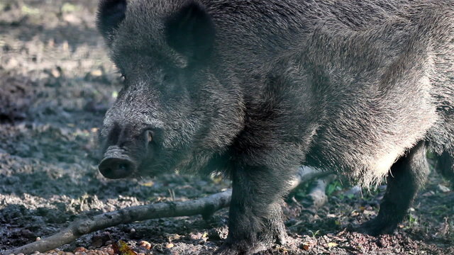 Wild boar chewing