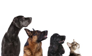 group of dogs is looking up