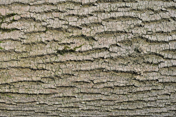 Fototapeta premium Ecorce d'arbre à lignes horizontales