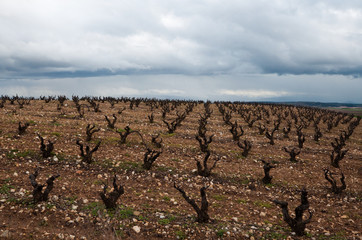Vineyards in winter cloudy day. La Rioja, Spain - 61918140