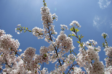 White cherry blossom