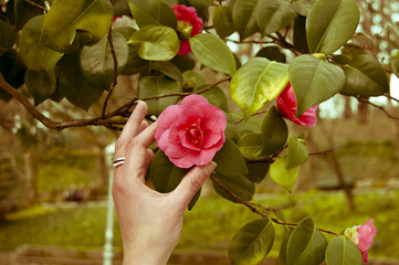 A hand touch a Camellia