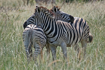 Zebra-Liebe