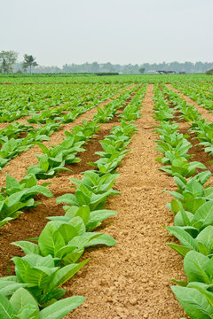 green tobacco field in thailand