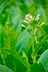 close-up green tobacco flower in tobacco fied