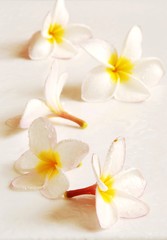 Obraz na płótnie Canvas Frangipani Flower Scent of Asian exotic flower 