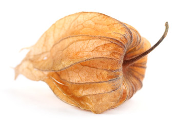 Physalis isolated on white