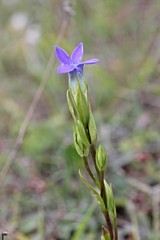 Gemeiner Fransenenzian (Gentianopsis ciliata)