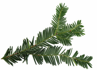 Beautiful yew twig, isolated on white