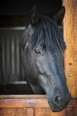 Horse in stable