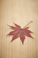 Autumn maple leaf