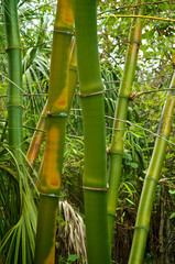 green and golden bamboo