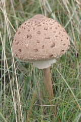 Riesenschirmling am Dörnberg