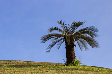 Palm