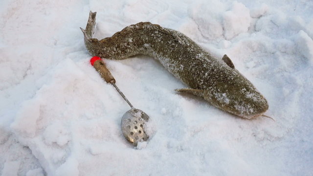 caught burbot weighing 2,5 kg