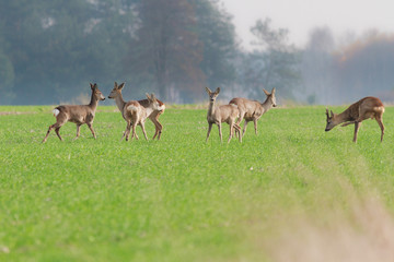 roe deer