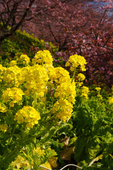菜の花と河津桜