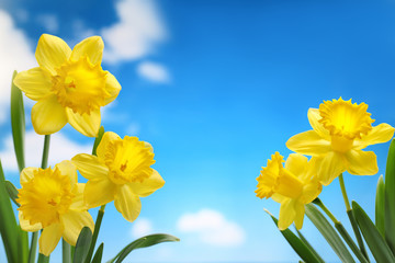 Narcissus © powerstock