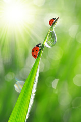 Fresh morning dew on a spring grass and little ladybugs