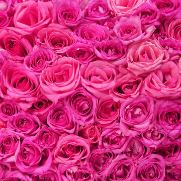 Fototapeta Hot Pink Roses Background