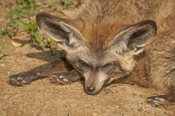 Bad-eared fox