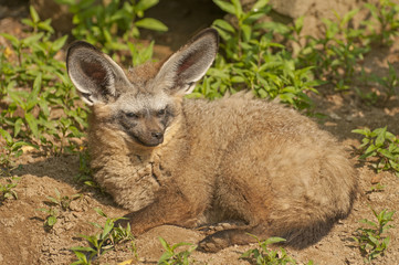 Bad-eared fox