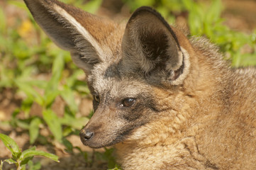 Bad-eared fox
