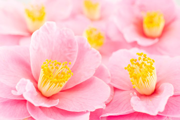 Obraz na płótnie Canvas ピンクのツバキの花花