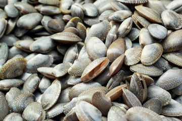 fresh shellfish in the market