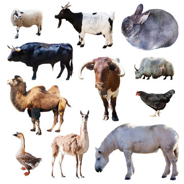 Set of farm animals. Isolated on white