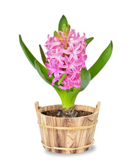Pink hyacinth