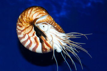 Nautilus sea shell - obrazy, fototapety, plakaty