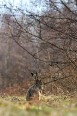 rabbit